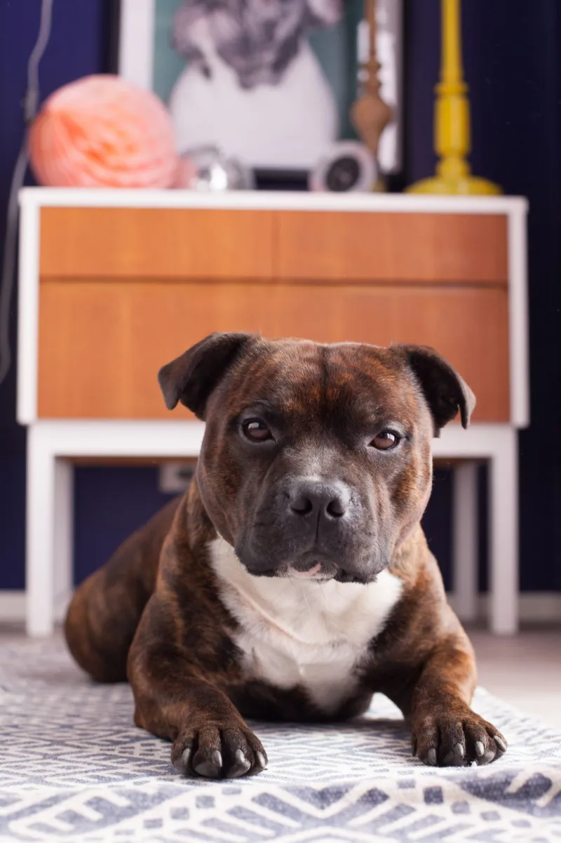Blue bedroom with a night stand and a dog